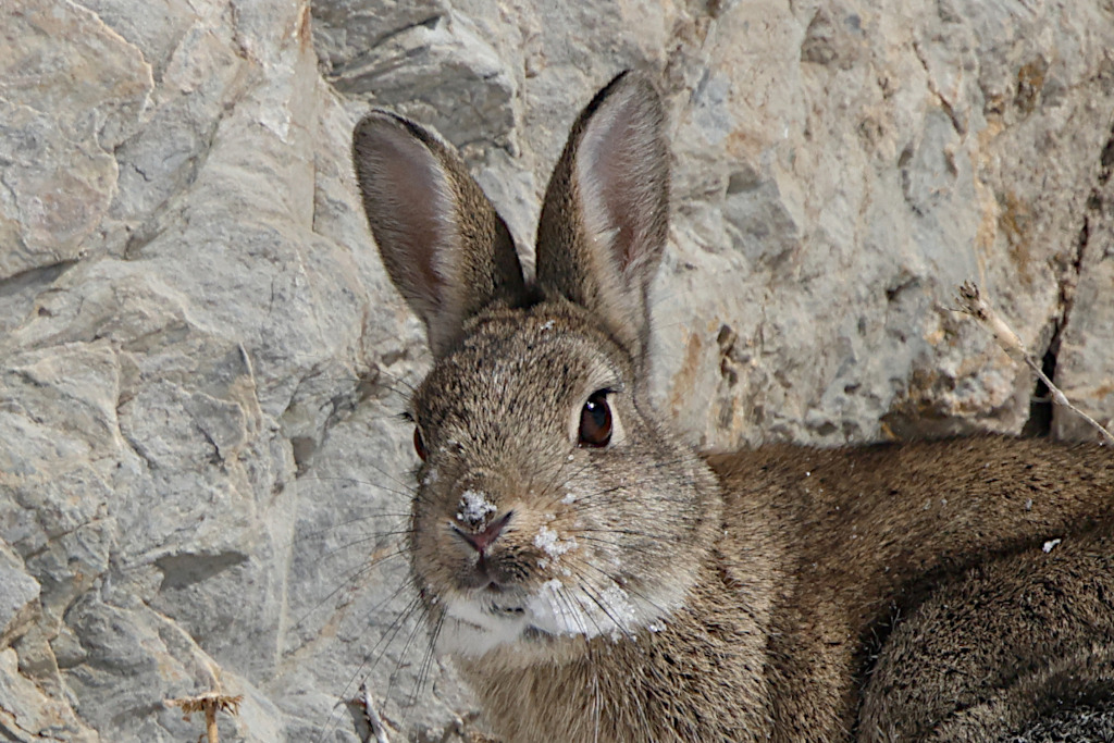Minilepre/Coniglio selvatico (aiuto identificazione)